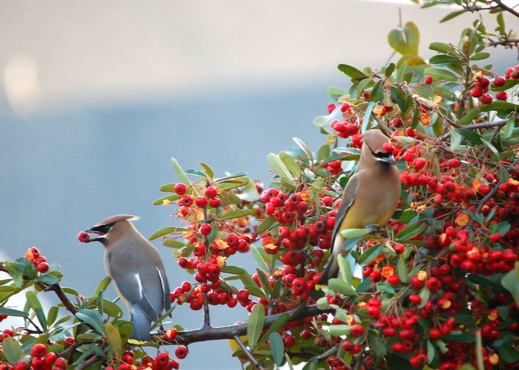 Cedar Waxwing with berry by BOBXNC is licensed under CC BY-NC 2.0